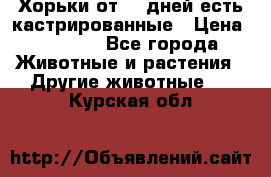   Хорьки от 35 дней есть кастрированные › Цена ­ 2 000 - Все города Животные и растения » Другие животные   . Курская обл.